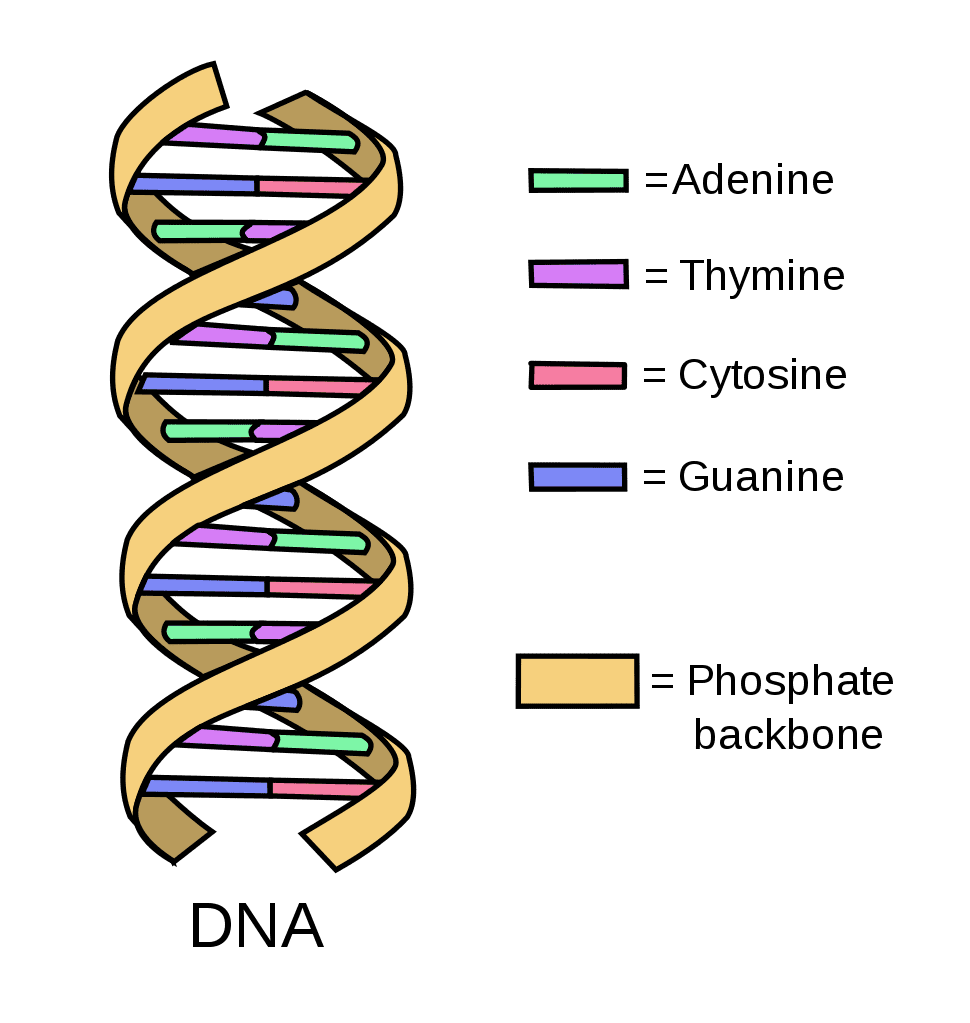 A stylized 3D visualization of a DNA double helix, representing the genetic code as an ancient, unfolding book that contains the history and functional blueprint of all living species on Earth.