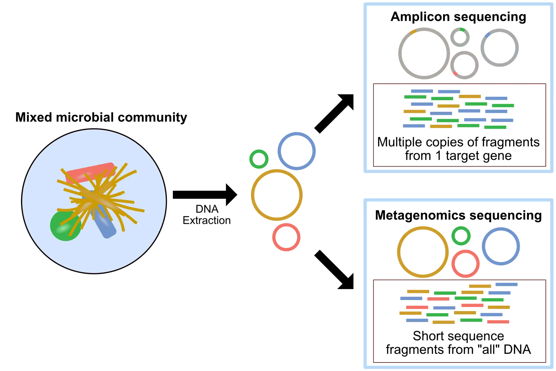 AI-driven gut microbiome research marks the revolution in medical diagnostics and the end of the colonoscopy era.