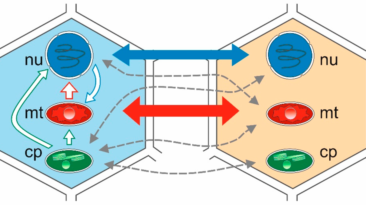 The Invisible Architects and the Rapid Evolution of Global Regulators
