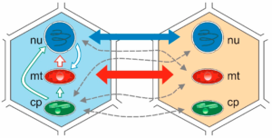 Visual representation of Horizontal Gene Transfer vs. Vertical Gene Transfer. The image highlights how viruses bypass traditional generation-to-generation evolution by directly trading DNA/RNA strands with other viruses.