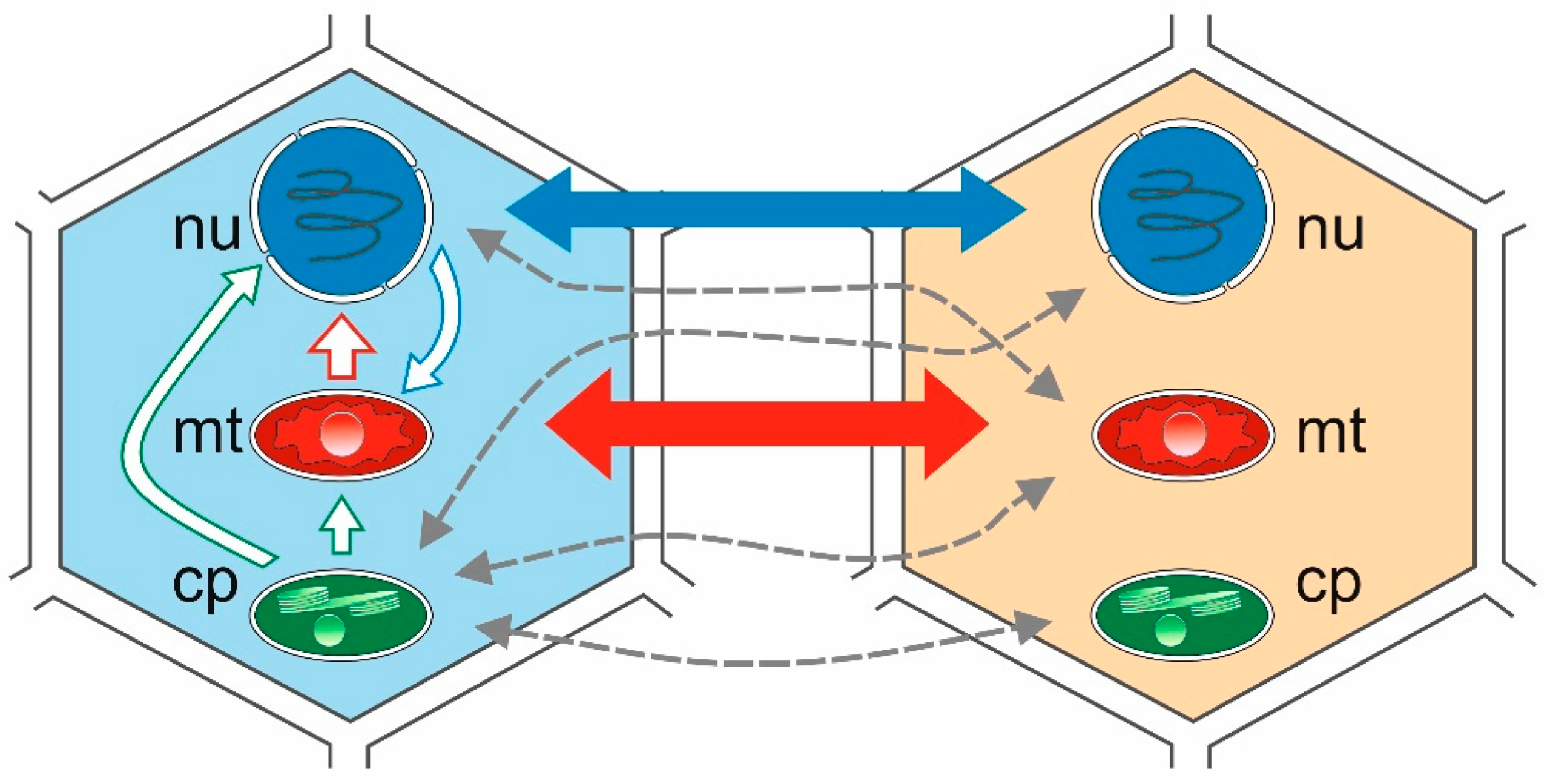 Visual representation of Horizontal Gene Transfer vs. Vertical Gene Transfer. The image highlights how viruses bypass traditional generation-to-generation evolution by directly trading DNA/RNA strands with other viruses.