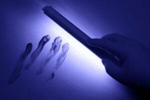 Gloved hand using a handheld UV lamp to reveal fluorescent latent handprints on a flat surface